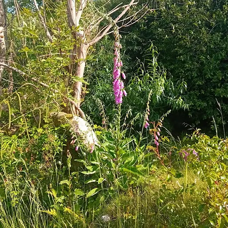 Garden Apartment Galway