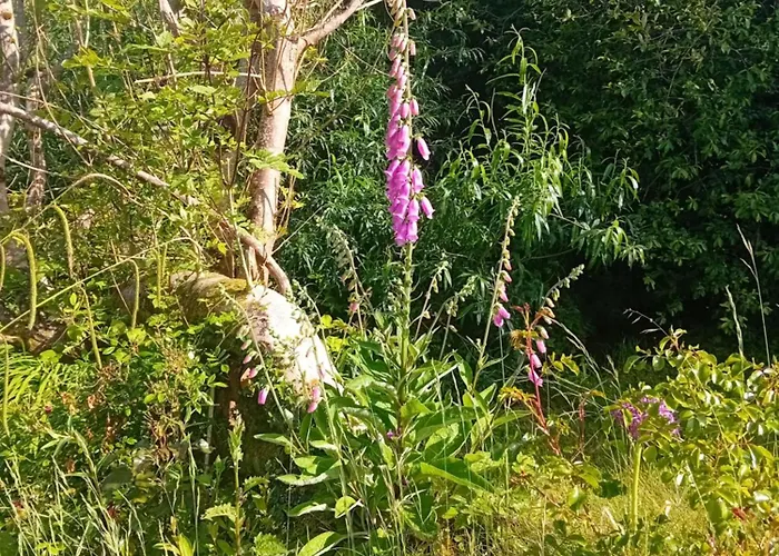 Galway Riverside Retreat Lejlighed Galway